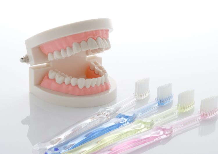 歯の模型と歯ブラシ
